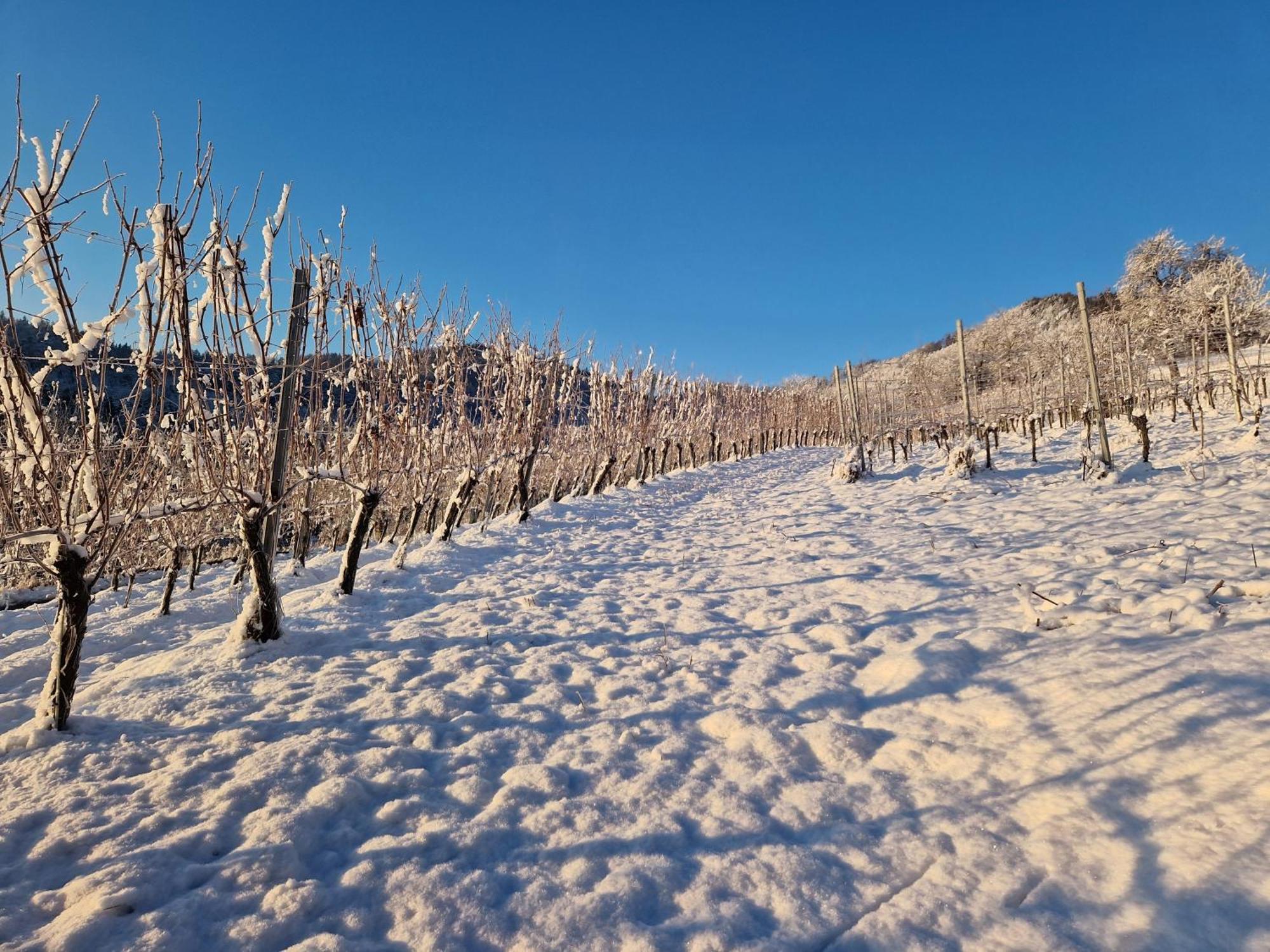 Ferienwohnung Auszeit am Weinhof Loschental Exterior foto